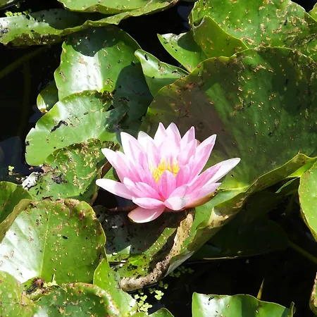 Sable D'o -vlak Aan De Zee- 5* Ostend