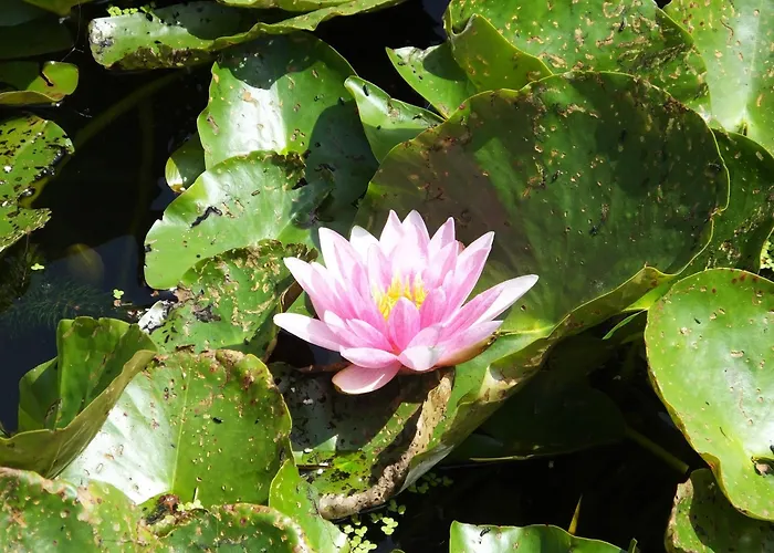 Sable D'o -vlak Aan De Zee- 5* Ostend